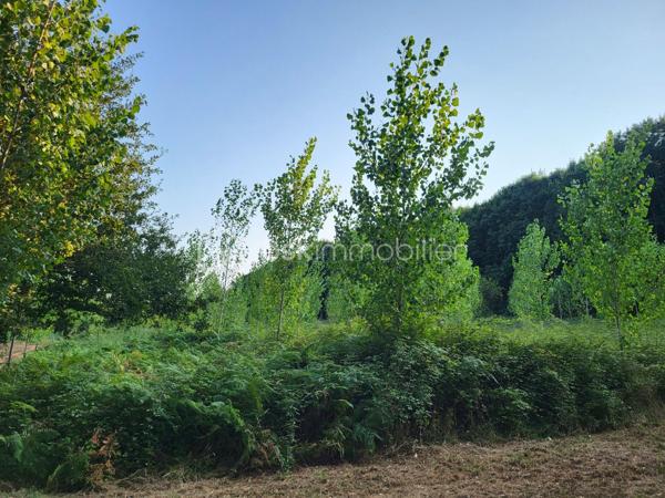 Landes(40) A vendre plusieurs parcelles forestières adjacentes sur une commune proche d'Aire sur Adour pour une superficie totale de 10 Ha 54 a environ
- parcelle constituée de Chêne Rouge de plus de 4 Ha d'excellente qualité
- parcelle constituée de Pins Laricio de 20 ans pour 3 Ha 56 a  environ
- nouvelle parcelle constituée de Peupliers pour 2 Ha environ (2 ans)
et le reste en prairie .
l'ensemble des parcelles ont un accès très facile depuis une route goudronnée à proximité et  un chemin de servitude praticable et très entretenu.

Affaire à saisir...
Contacter Frédéric pour une visite