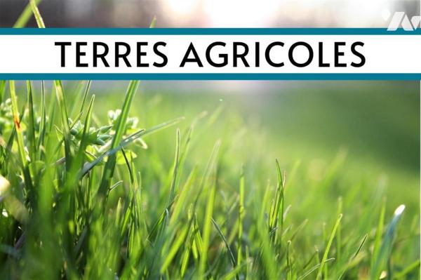 SAINT DENIS D'ANJOU - PARCELLES AGRICOLES