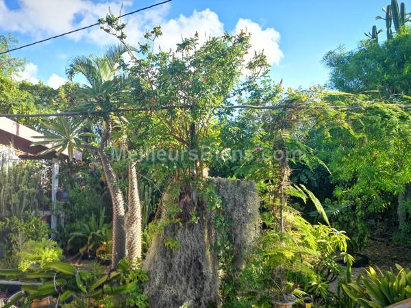 MAISON TYPE TOMI 90M2 A RENOVER TERRAIN 640 M2