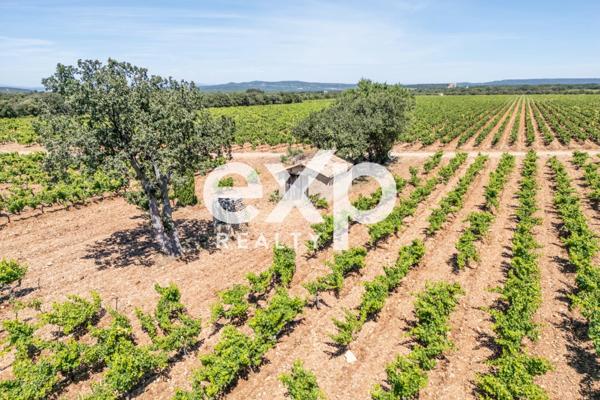 Vente Exceptionnelle d'un Domaine Viticole : Cave à Vin et 2 appartements