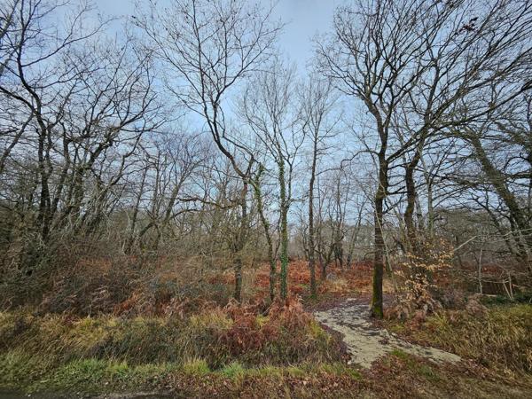 BOIS DE 9 570 m² À 5min DE TOUTES COMMODITÉS