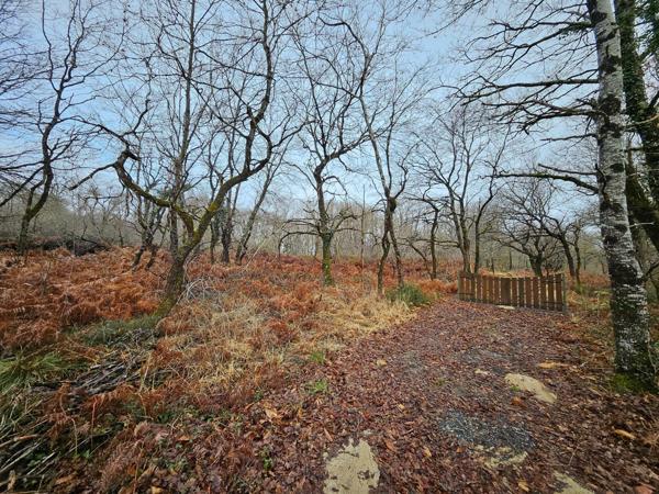 BOIS DE 9 570 m² À 5min DE TOUTES COMMODITÉS