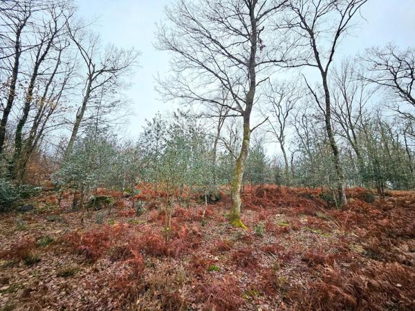BOIS DE 9 570 m² À 5min DE TOUTES COMMODITÉS