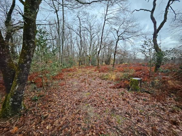 BOIS DE 9 570 m² À 5min DE TOUTES COMMODITÉS