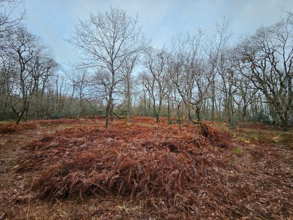 BOIS DE 9 570 m² À 5min DE TOUTES COMMODITÉS