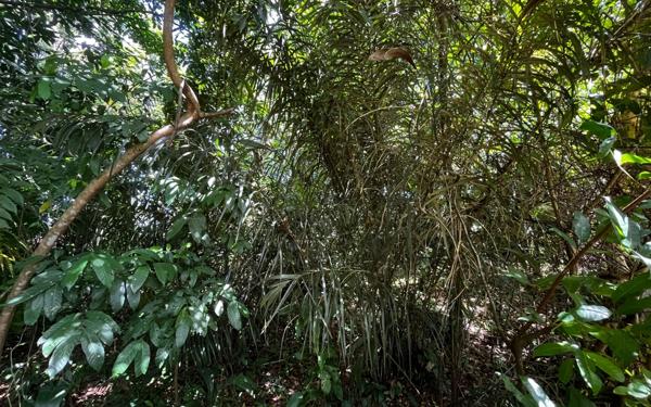 Terrain à vendre    Cayenne