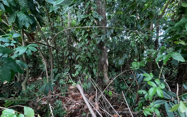 Terrain à vendre    Cayenne