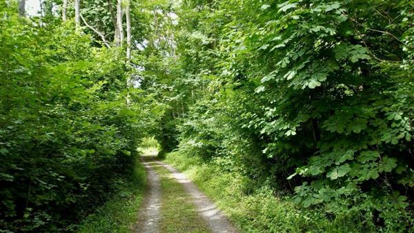 Château du XVIIIe siècle partiellement réhabilité, disposant d’un parc boisé de 2 hectares et d’une dépendance déjà réhabilitée.