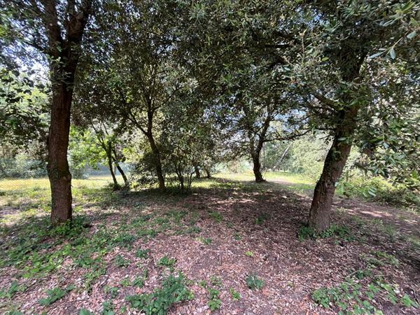 Cadre exceptionnel : terrain à bâtir entre forêt et océan