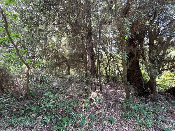 Cadre exceptionnel : terrain à bâtir entre forêt et océan