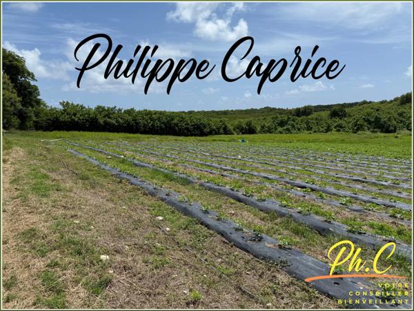 Terrain à vendre LE VAUCLIN (972)