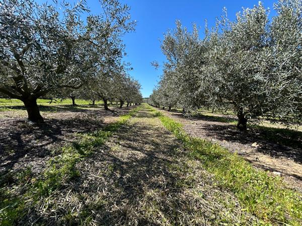 Maison Plain-Pied avec Terre Agricole ? Opportunité Exceptionnelle