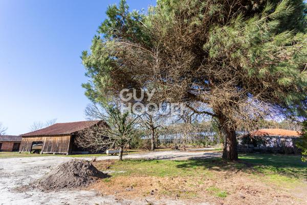 Terrain Biscarrosse 1259 m²