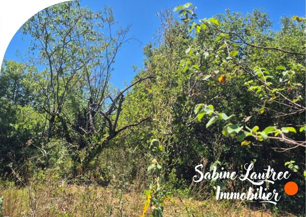 Vénès (81440) Terrain constructible arboré – Axe Castres et Albi