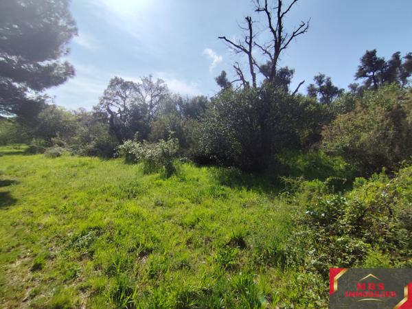 Terrain agricole