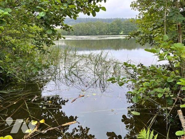 ETANG PLAN d'EAU LE VAL D'AJOL VOSGES 88340
Etang de 2ha 41a 00ca en eau.
Travaux de mise en ...