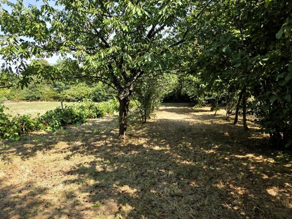 Terrain constructible plat, avec verger!