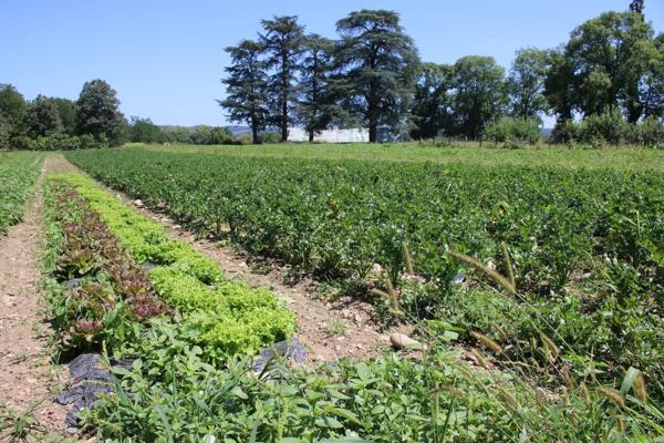 Vaste domaine avec Château et maison de maître