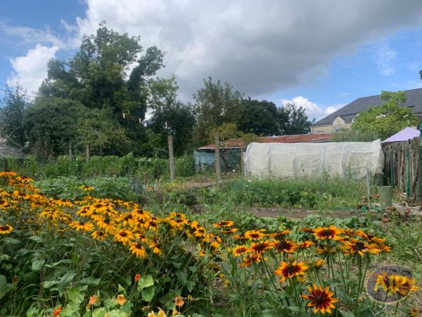 Vente maison Sainte Gemmes D Andigne : 107 650 € - AJP Immobilier Segré