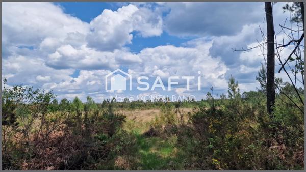 Parcelle forestière opportunité rare