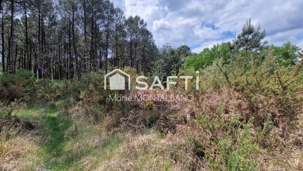 Parcelle forestière opportunité rare