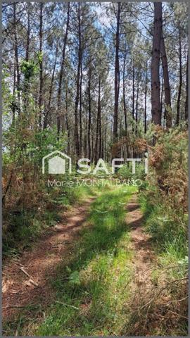Parcelle forestière opportunité rare