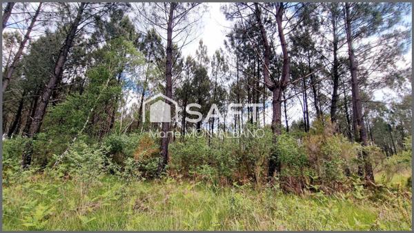 Parcelle forestière opportunité rare