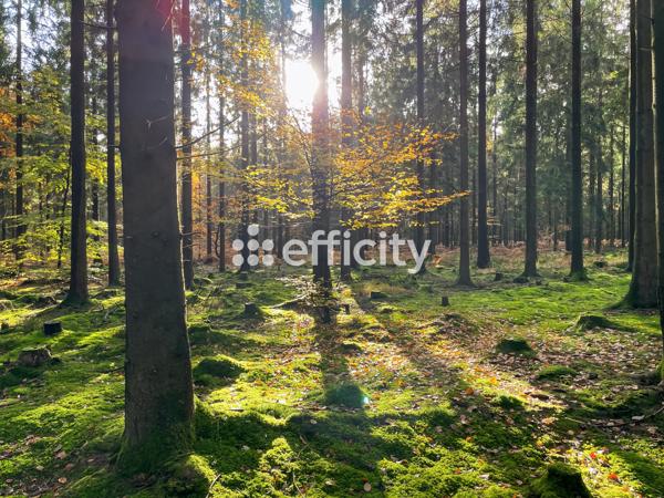 Terrain
        
        - 729 m² 26 328 €*