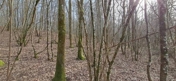 Terrain dans Gernelle