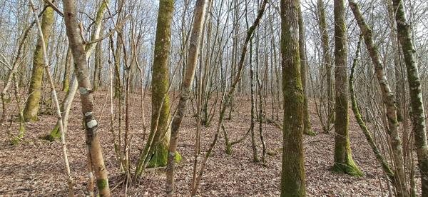 Terrain dans Gernelle