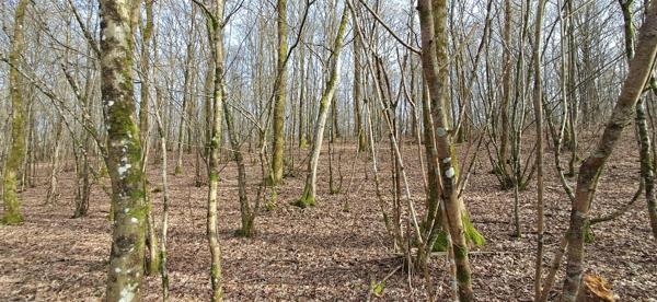 Terrain dans Gernelle