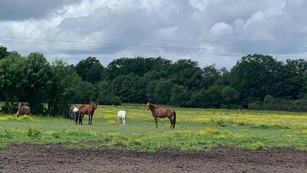 SUPERBE MAISON à NOYER-SUR-CHER 41110- 10 Mn ZOO DE BEAUVAL