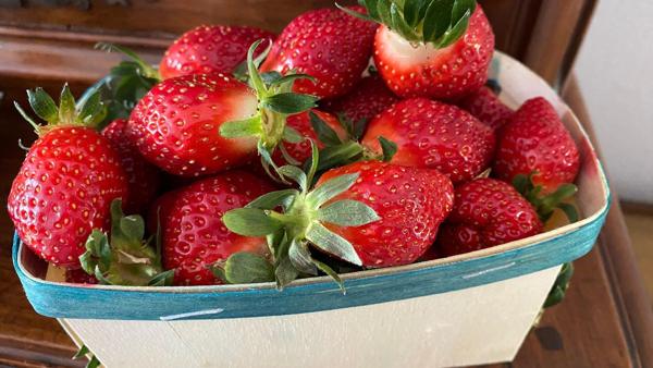 Carros (06510) CARROS LES PLANS : OPPORTUNITE ! DERNIER LOT JOLI TERRAIN PLAT A BATIR VIABILISE — LIBRE CONSTRUCTEUR