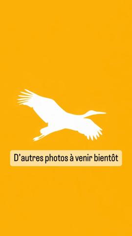 Maison à louer 1 090 € CC Labastide-St-Pierre 5 p 97 m² DPE C