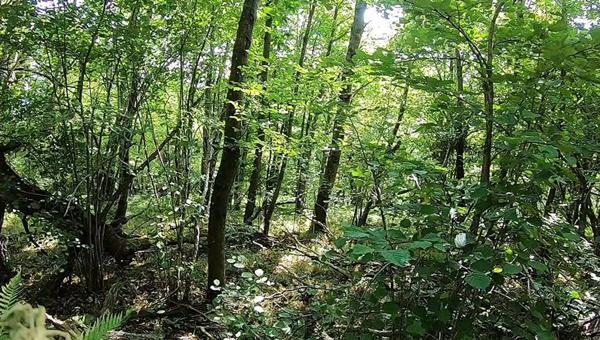 Belle maison Tourangelle