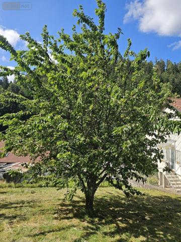 Maison individuelle à vendre à Remiremont dans les Vosges (88200), ref : 1200/0725-88038