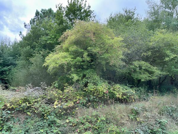 Parcelle forestière La Breille Les Pins