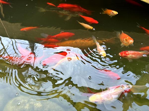 Ancienne Ferme rénovée ? Un havre de paix aux portes de Besançon