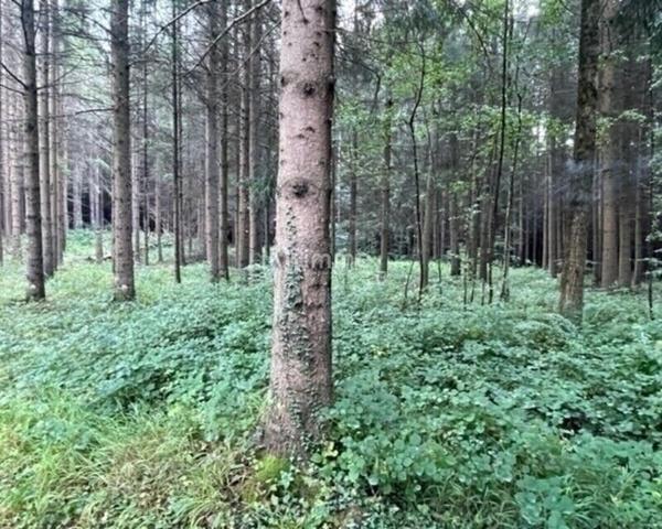 Vente plan d'eau 54480 Cirey Sur Vezouze