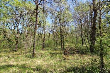 Bois à vendre à Monteils dans l'Aveyron (12200), ref : 3192 les tempourets