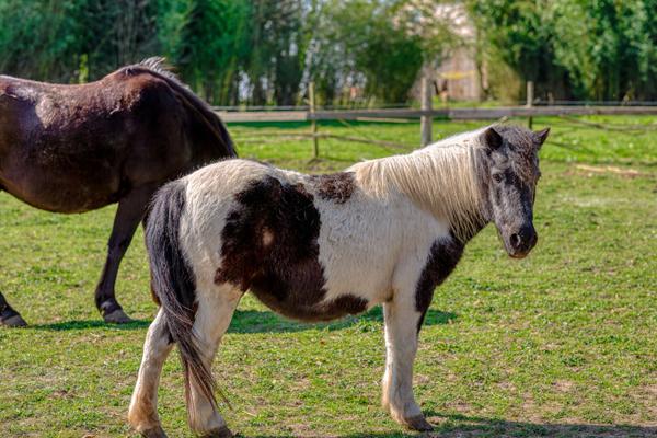 Normande de charme sur terrain paysagé avec paddock et piscine