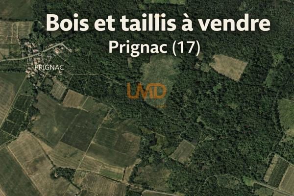 Bois & taillis – Environ 1 hectare – Prignac