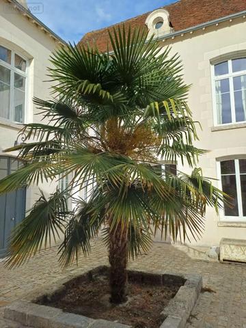 Achat - Maison | Maison de maître Romorantin-Lanthenay 41200 11 pièces 395 m 2 530 m 2