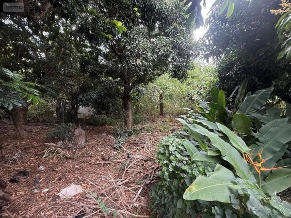 Achat - Terrain à bâtir Saint-Pierre 97250 1290 m 2