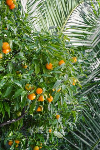Écrin de Verdure à Deux Pas de la Croisette : L’Exception au Calme Absolu