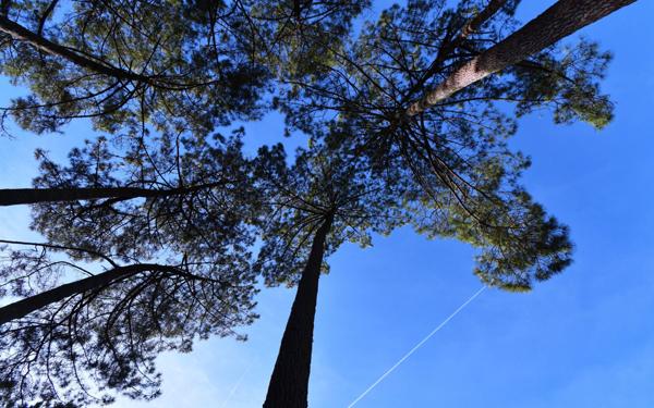 Maison à vendre    4 pièces •  Soorts-Hossegor