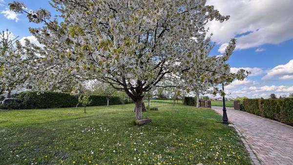 Maison Colmar 12 pièce(s) 370 m2