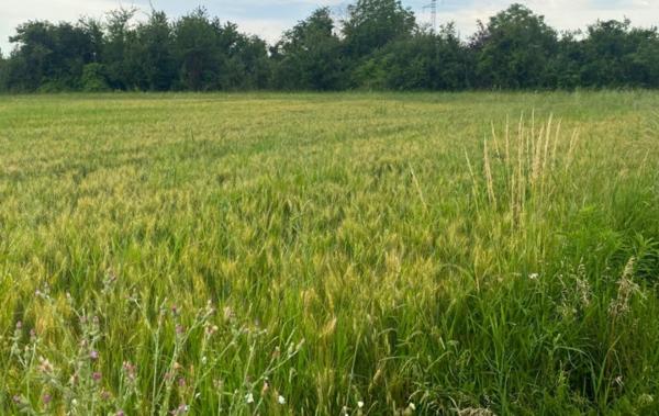 Vente Terrain Constructible Chatuzange-le-goubet   