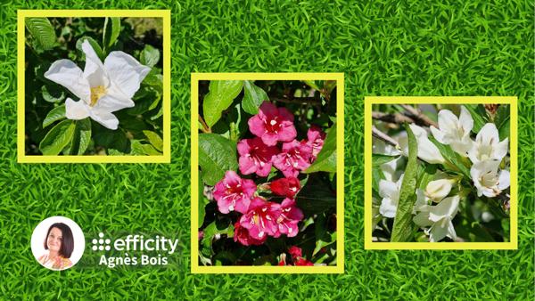 Maison 4 pièces - 60 m² Bien prestige