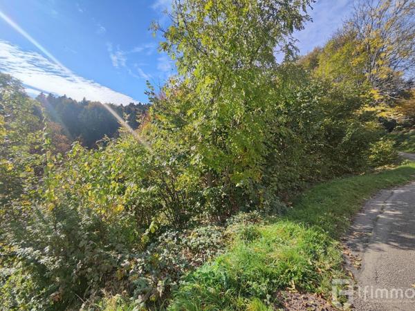 Terrain de 36,09 ares à Bourbach-le-Haut - Belle opportunité à saisir